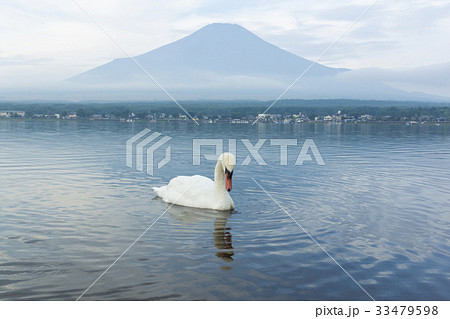 白鳥 スワン ハクチョウ 33479598