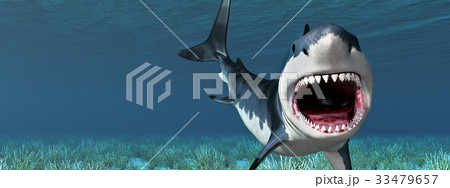 Great White Shark 33479657