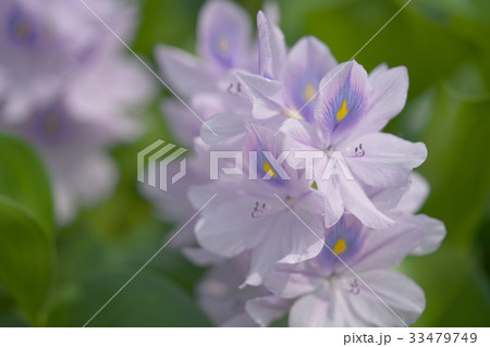 布袋葵 布袋葵 33479749