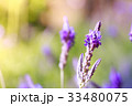 Lavender flower blossom 33480075