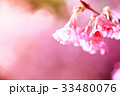 cherry blossom, Chiang Mai, Thailand 33480076