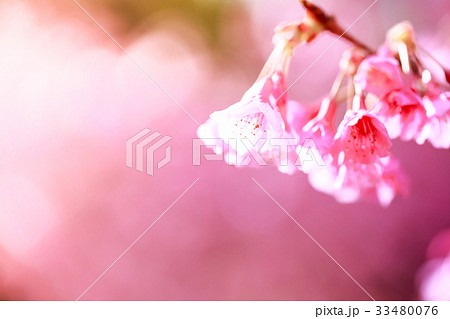 cherry blossom, Chiang Mai, Thailand cherry blossom, Chiang Mai, Thailand 33480076