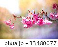 cherry blossom, Chiang Mai, Thailand 33480077