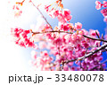 cherry blossom, Chiang Mai, Thailand 33480078