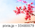 cherry blossom, Chiang Mai, Thailand 33480079