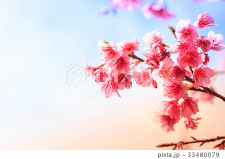 cherry blossom, Chiang Mai, Thailand cherry blossom, Chiang Mai, Thailand 33480079