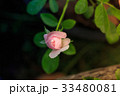 Close up beautiful pink rose 33480081