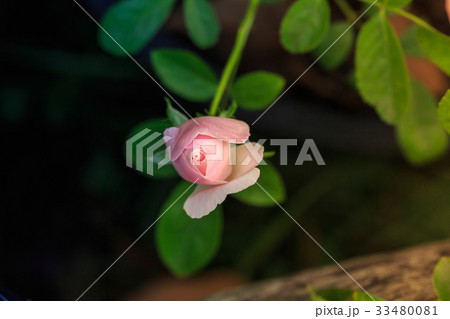 Close up beautiful pink rose Close up beautiful pink rose 33480081