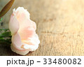 Close up beautiful pink rose 33480082