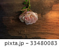 Close up beautiful pink rose 33480083