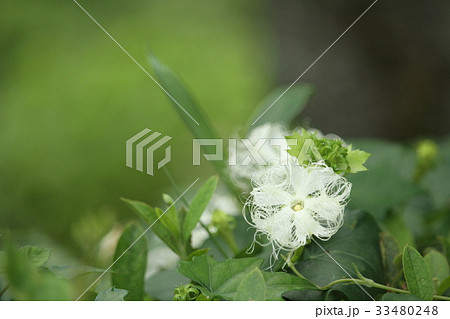 キカラスウリ 33480248