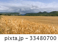 Field of wheat with mountainous backdrop 33480700