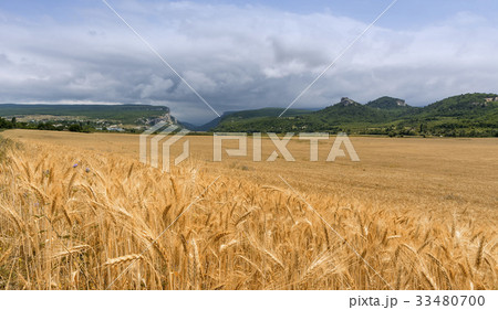 Field of wheat with mountainous backdrop Field of wheat with mountainous backdrop 33480700