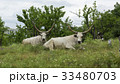 Two white oxen with long horns lie on a meadow 33480703