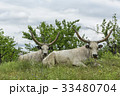 Two white oxen with long horns lie on a meadow 33480704