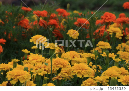 草花 草花 33483389