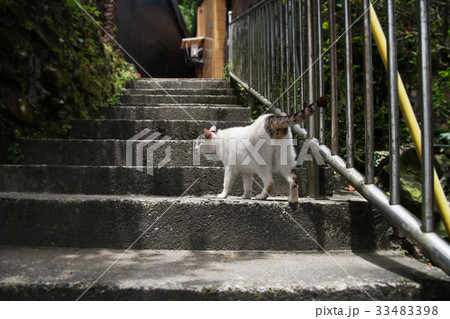 猫 ねこ ネコ 33483398