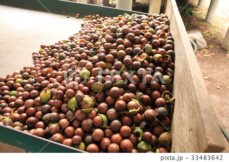 Macadamia Nuts in Guatemala ／　マカダミアナッツ in グアテマラ 33483642