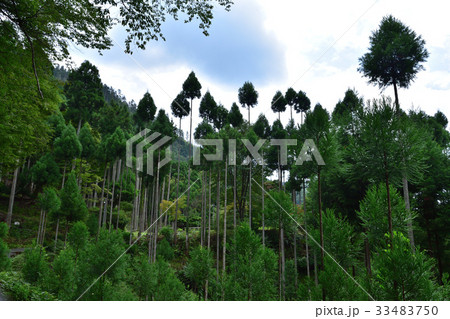 京都・北山杉の樹冠の風景 33483750