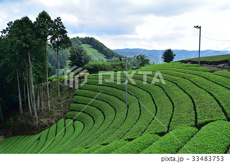 宇治茶の里・和束町原山の円形茶畑 33483753