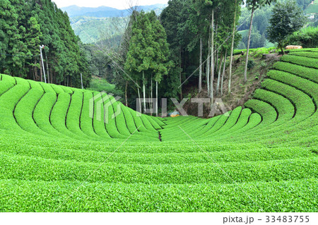 宇治茶の里・京都和束町原山の円形茶畑 33483755