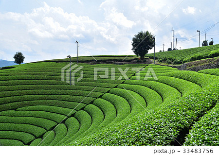 日本遺産・和束町原山の円形茶畑 33483756