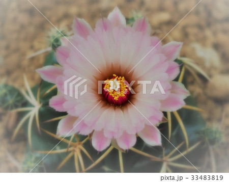 サボテンの花 サボテンの花 33483819