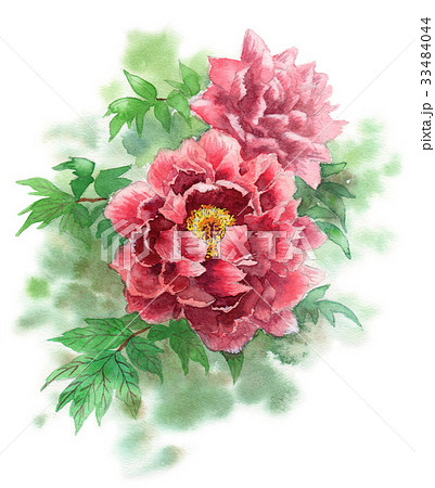赤い牡丹の花のイラスト素材