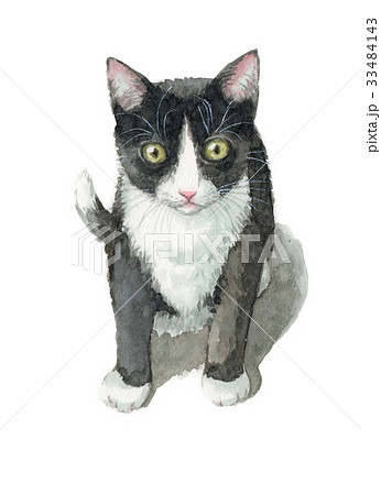 白黒ハチワレの子猫のイラスト素材
