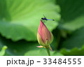 蓮とトンボ 33484555