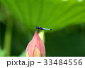 花とトンボ 33484556