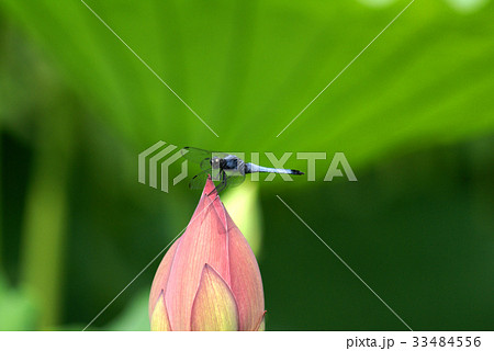 花とトンボ 花とトンボ 33484556