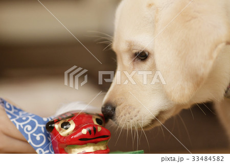 犬 子犬 小犬 仔犬 こいぬ 戌年 dog 子供 2018 年賀素材 正月素材 犬 子犬 小犬 仔犬 こいぬ 戌年 dog 子供 2018 年賀素材 正月素材 33484582