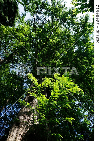 ラクウショウの木 ラクウショウの木 33484612