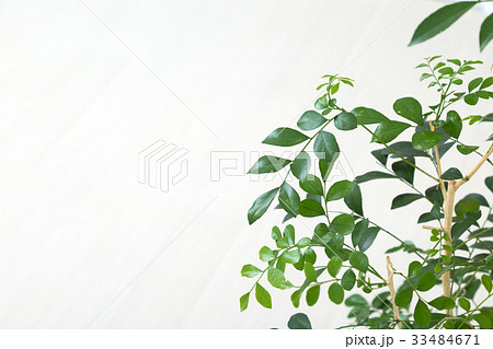 グリーンと部屋 33484671