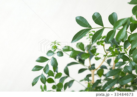 グリーンと部屋 33484673