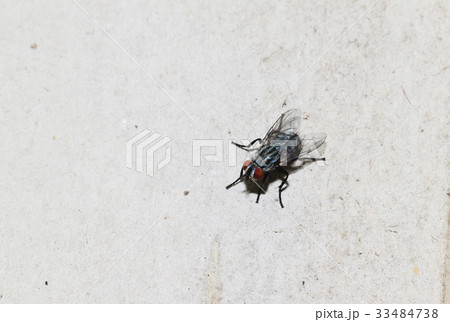 Closeup of Housefly on the white floor Closeup of Housefly on the white floor 33484738