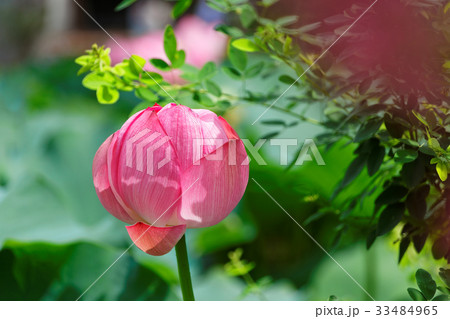 上野の不忍池の咲き始めの蓮の花 33484965