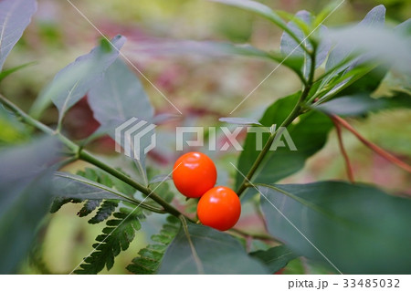 フユサンゴの実 33485032