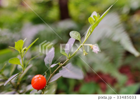 フユサンゴ 33485033