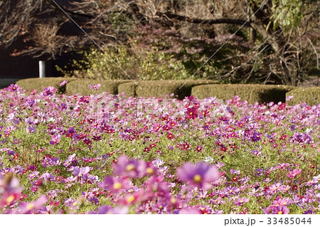 コスモス畑 33485044