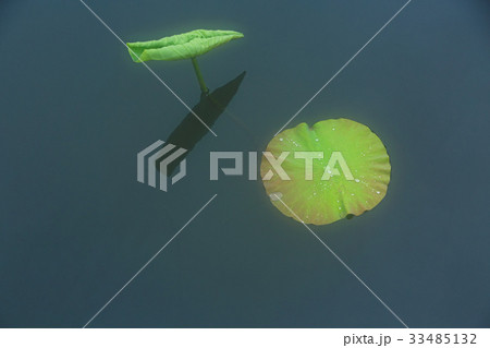 小雨降る上野の不忍池の蓮の葉に水滴 33485132