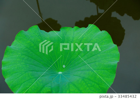 小雨降る上野の不忍池の蓮の葉に水滴 小雨降る上野の不忍池の蓮の葉に水滴 33485432