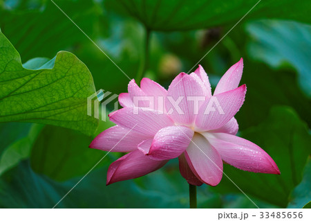 小雨降る上野の不忍池の蓮の花に水滴 小雨降る上野の不忍池の蓮の花に水滴 33485656