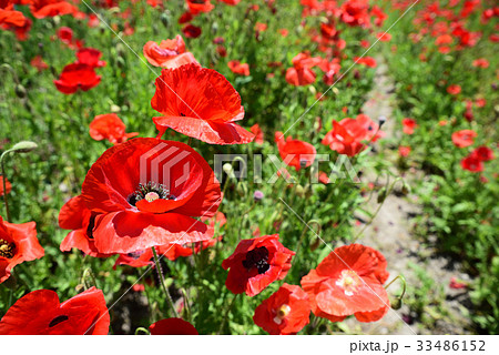 道の駅「笠岡ベイファーム」のポピー畑です。 道の駅「笠岡ベイファーム」のポピー畑です。 33486152