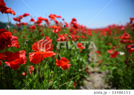 道の駅「笠岡ベイファーム」のポピー畑です。 33486153