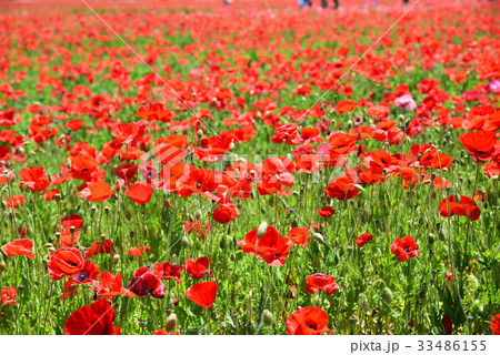 道の駅「笠岡ベイファーム」のポピー畑です。 33486155