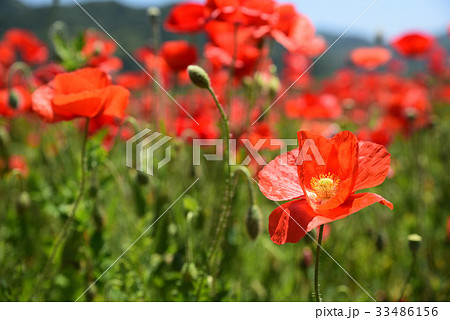 道の駅「笠岡ベイファーム」のポピー畑です。 33486156