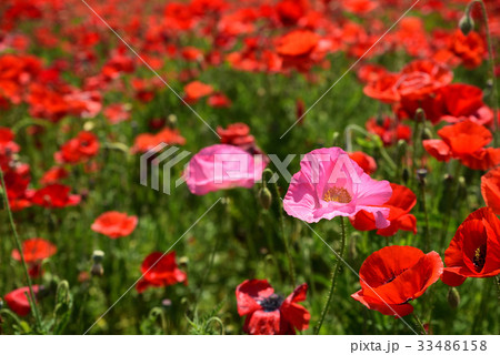 道の駅「笠岡ベイファーム」のポピー畑です。 33486158