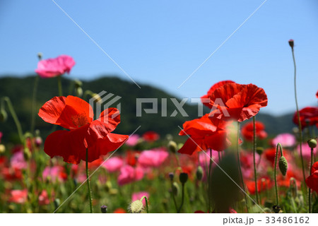 道の駅「笠岡ベイファーム」のポピー畑です。 33486162